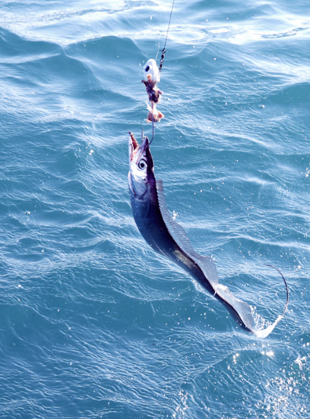 太刀魚釣り